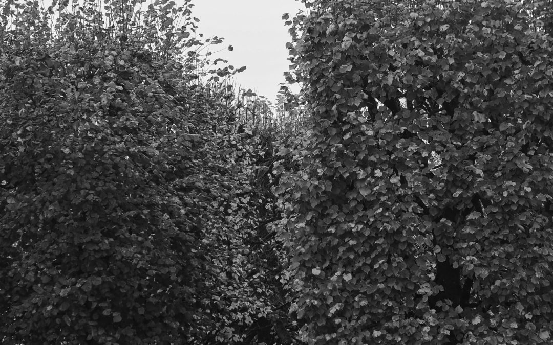 QUESTION ÉCRITE – Comment le fonds compensatoire pour la plantation des arbres est-il utilisé ?