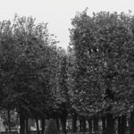 QUESTION ÉCRITE – Comment le fonds compensatoire pour la plantation des arbres est-il utilisé ?